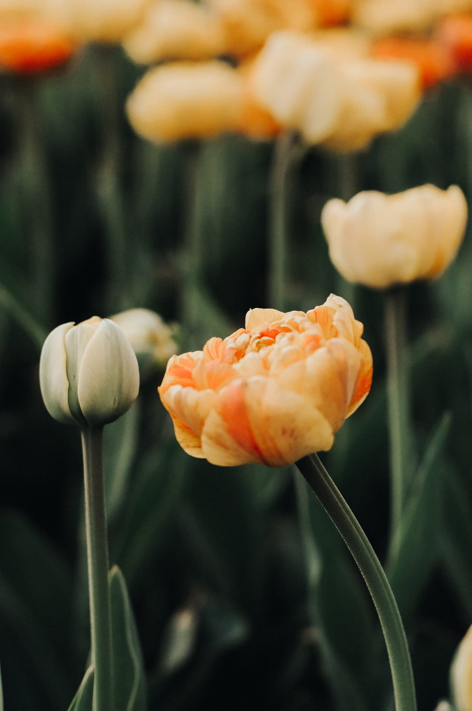 Peach and Coral - Woven Modern Fabric Gallery