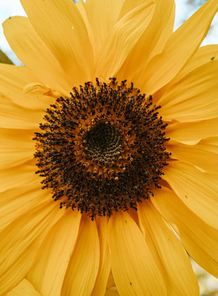 Yellow and Gold - Woven Modern Fabric Gallery